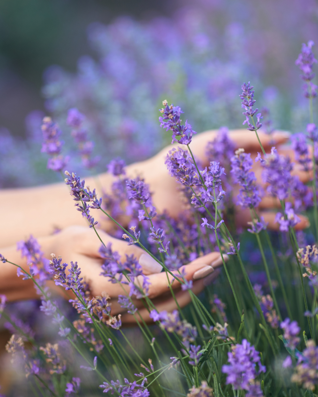 Semillas de Lavanda 'Angustifolia' (Inglesa) Rocalba