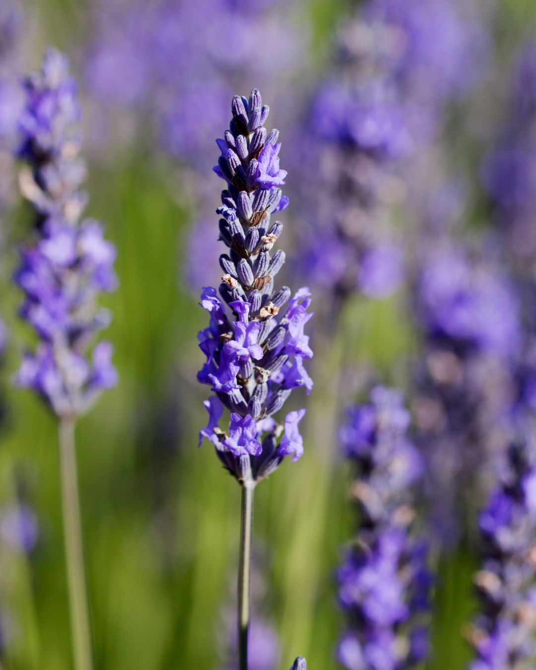 Semillas de Lavanda 'Angustifolia' (Inglesa) Rocalba