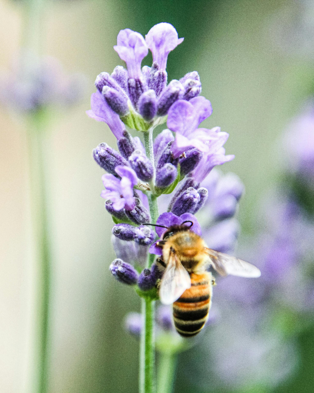 Semillas de Lavanda 'Angustifolia' (Inglesa) Rocalba