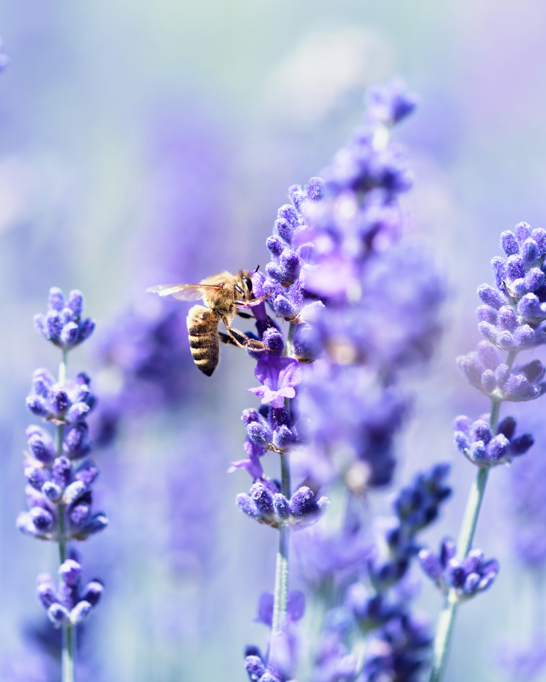 Semillas de Lavanda 'Angustifolia' (Inglesa) Rocalba