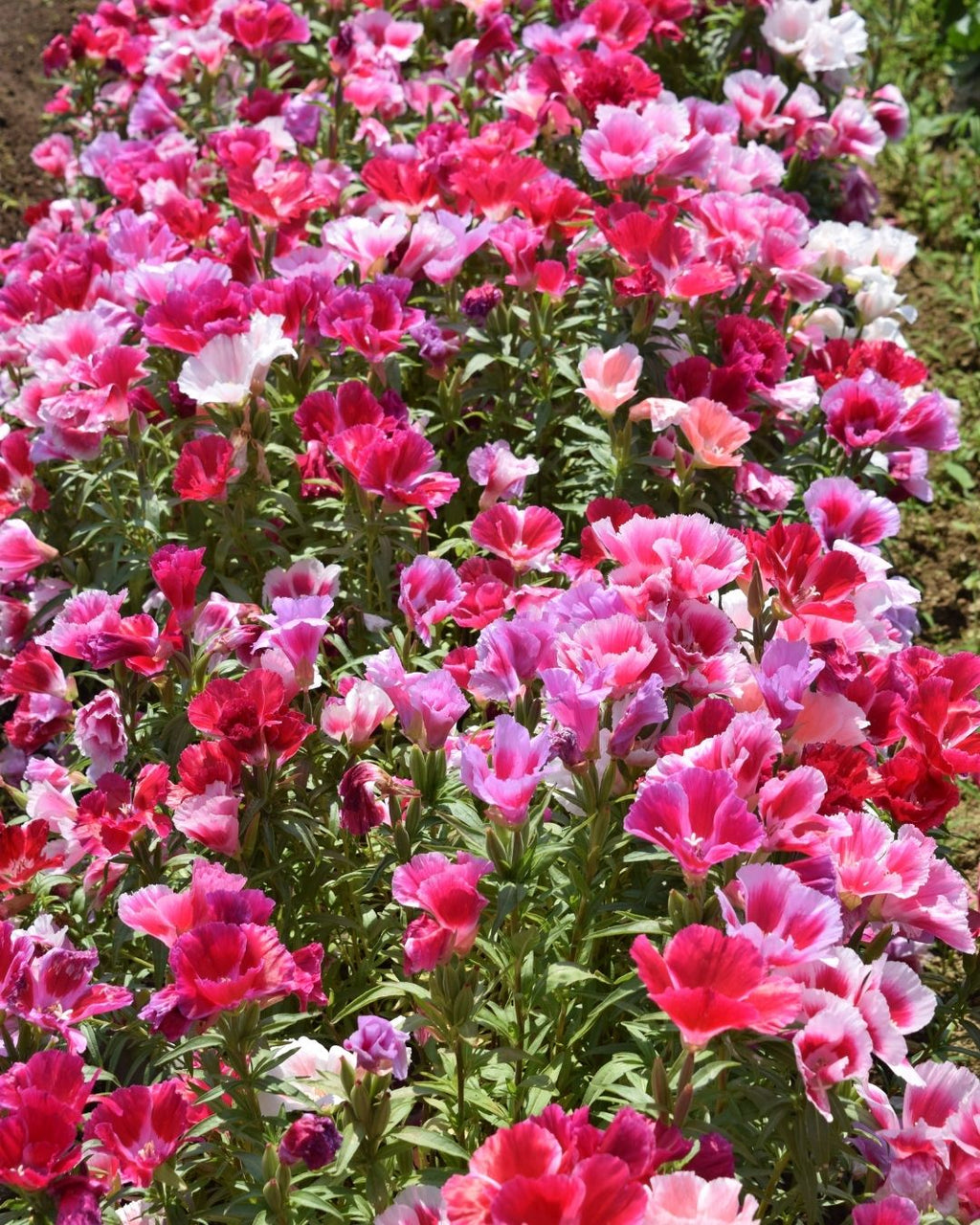 Semillas de Godetia (Percala)
