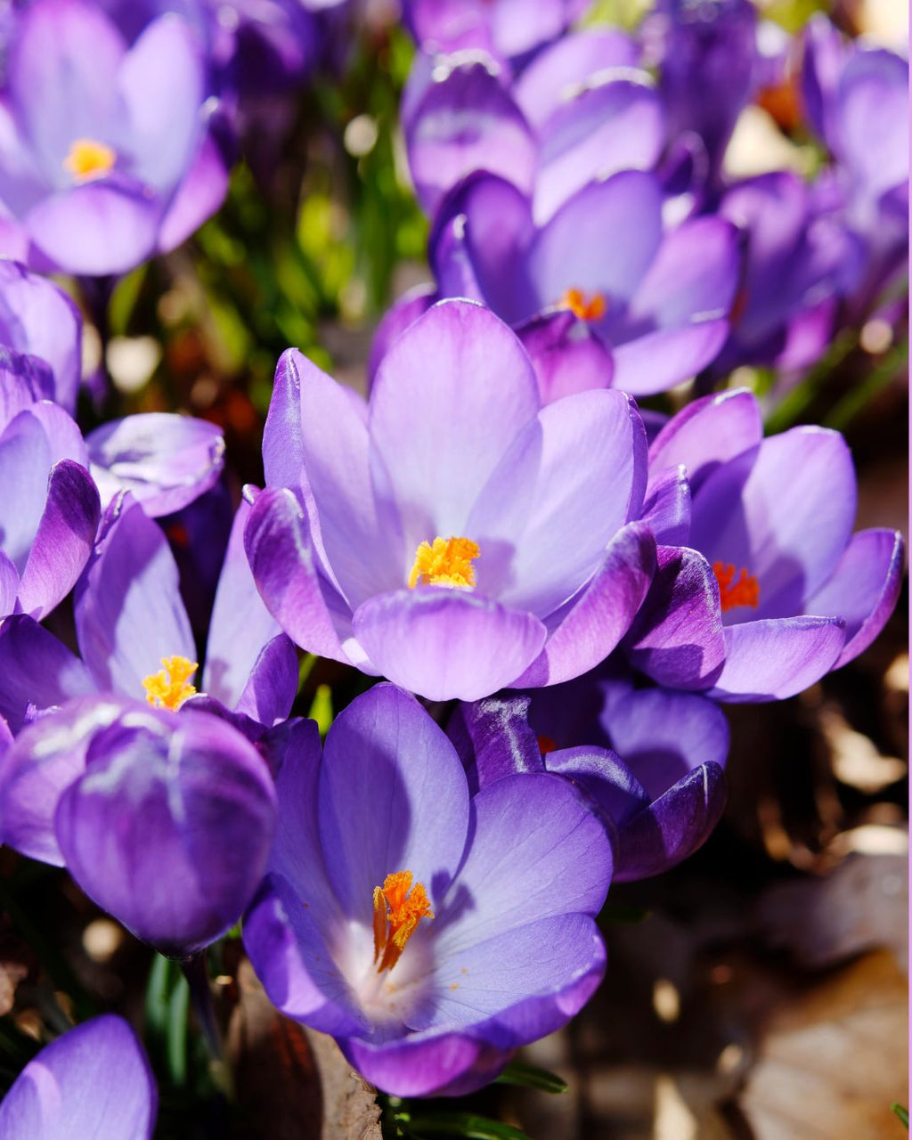 Bulbos de Crocus