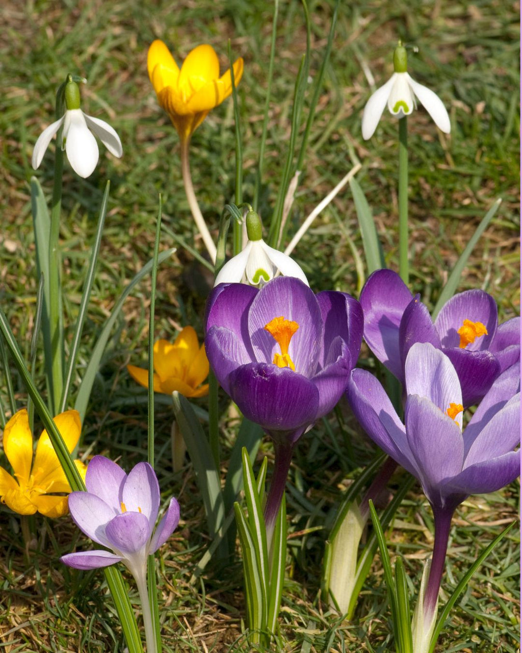 Bulbos de Crocus