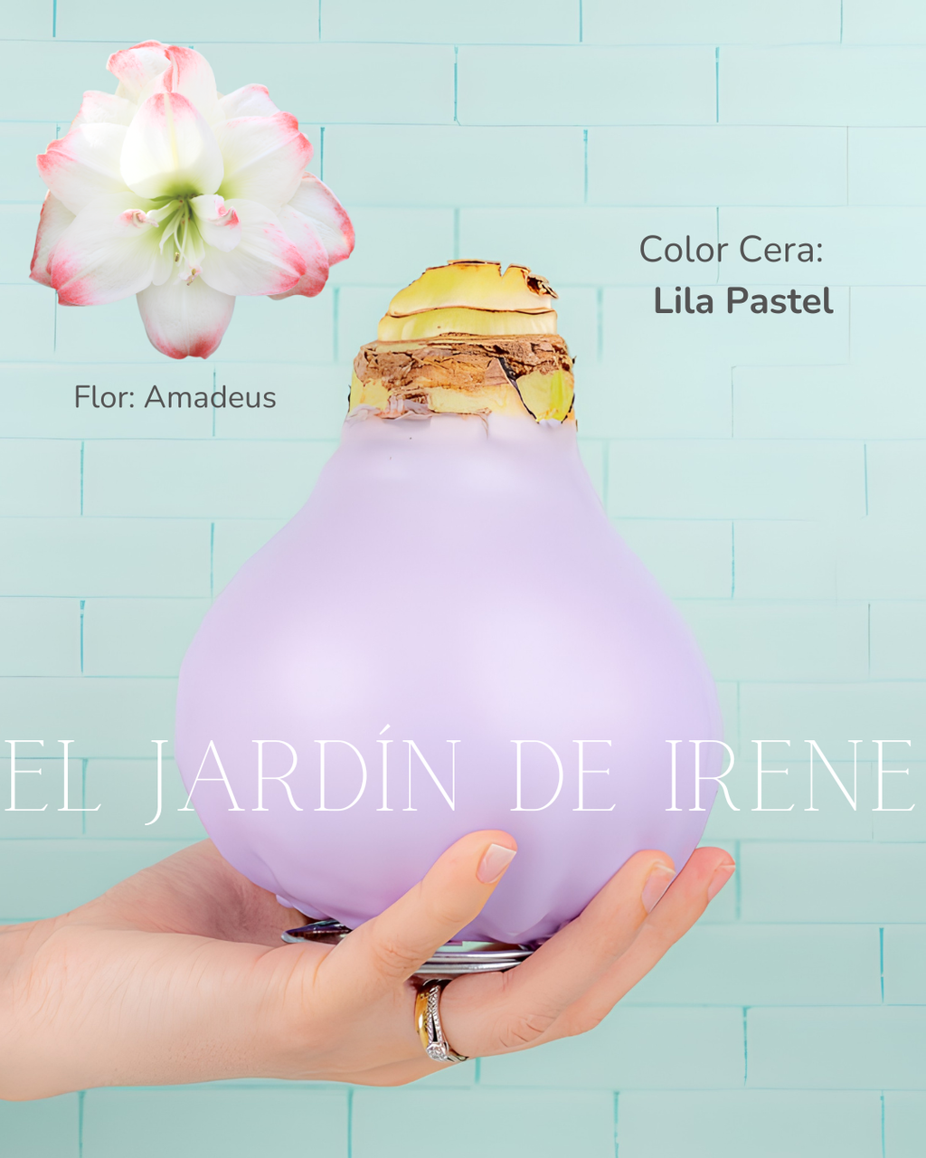 PREVENTA Amaryllis Wax Colección 2026
