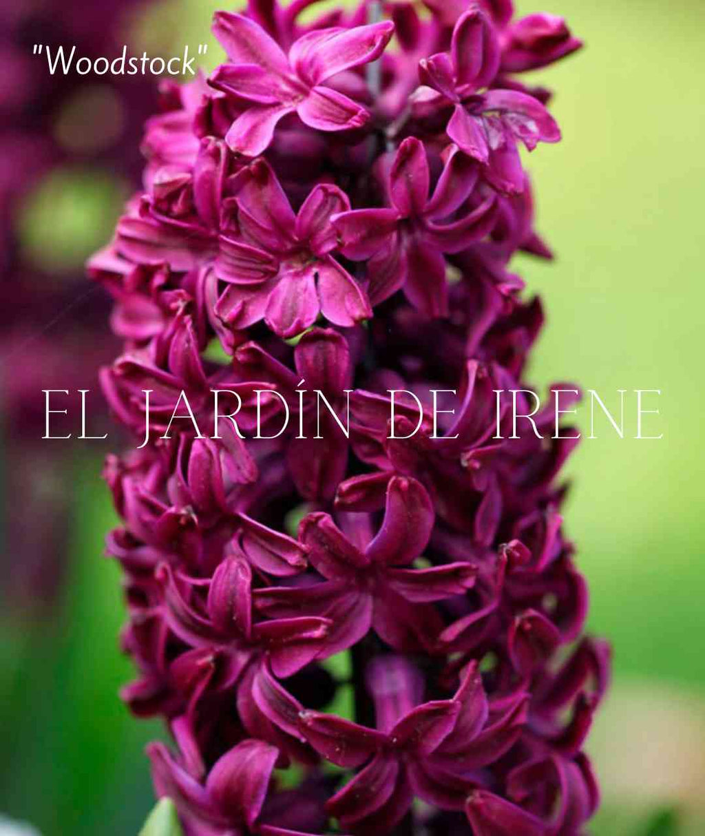Bulbos de Jacinto