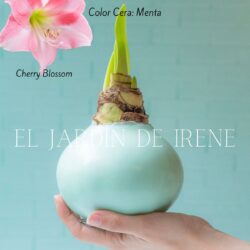 Amaryllis Wax