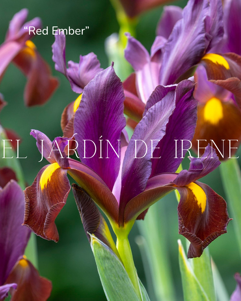 Bulbos de Iris Holandica