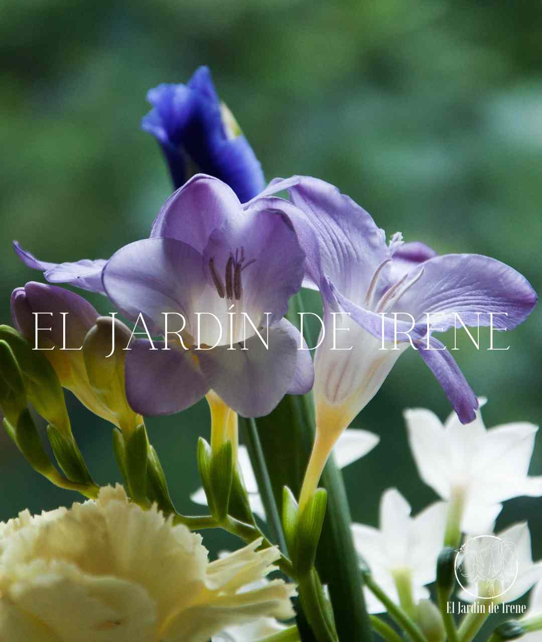 Bulbos de Fresias Simples PREVENTA