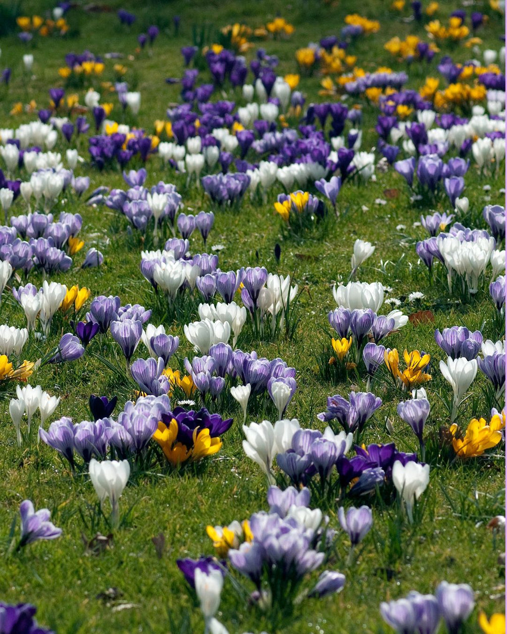 Bulbos de Crocus