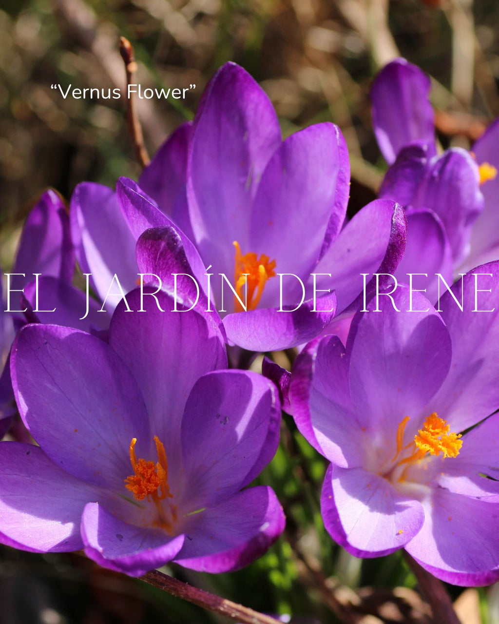 Bulbos de Crocus