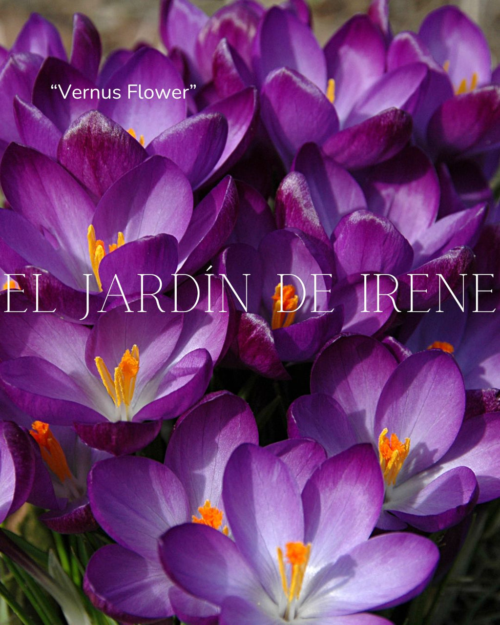 Bulbos de Crocus
