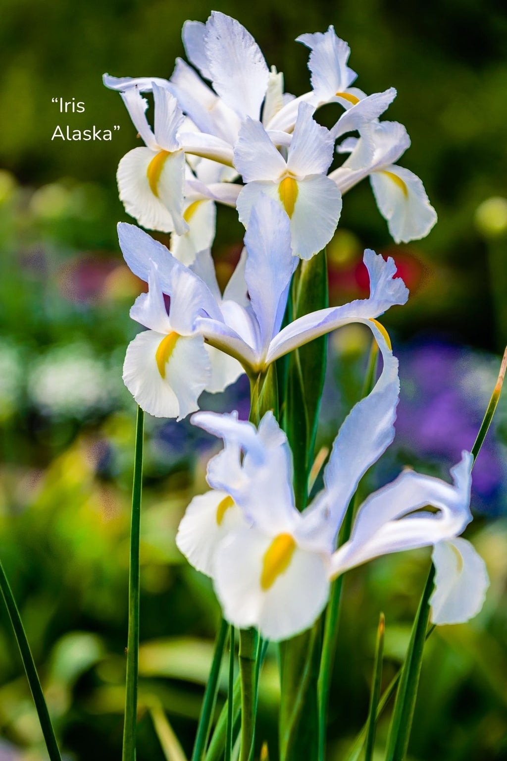 Bulbos de Iris Holandica
