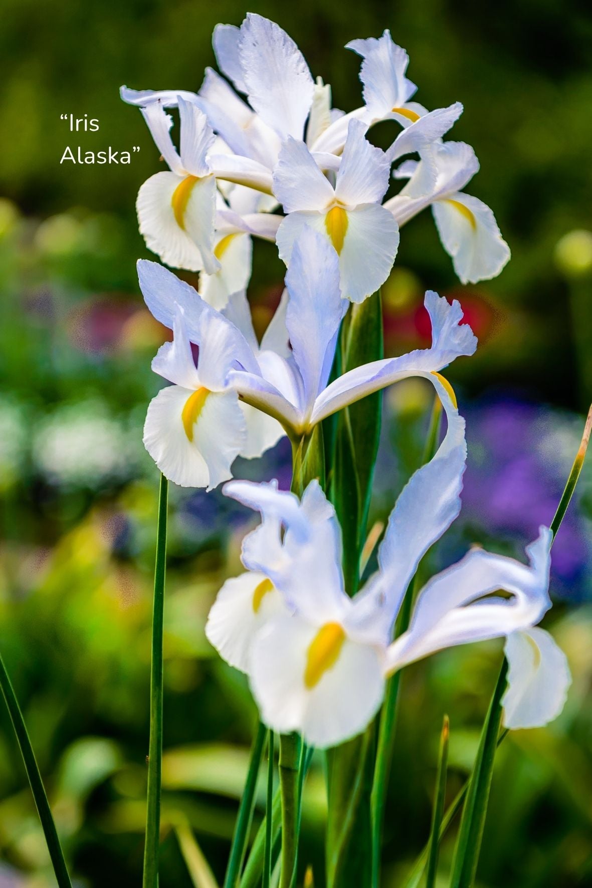 Bulbos de Iris Holandica