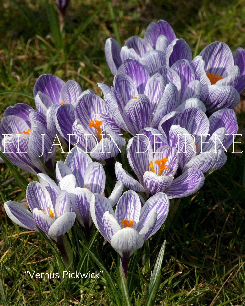 Bulbos de Crocus