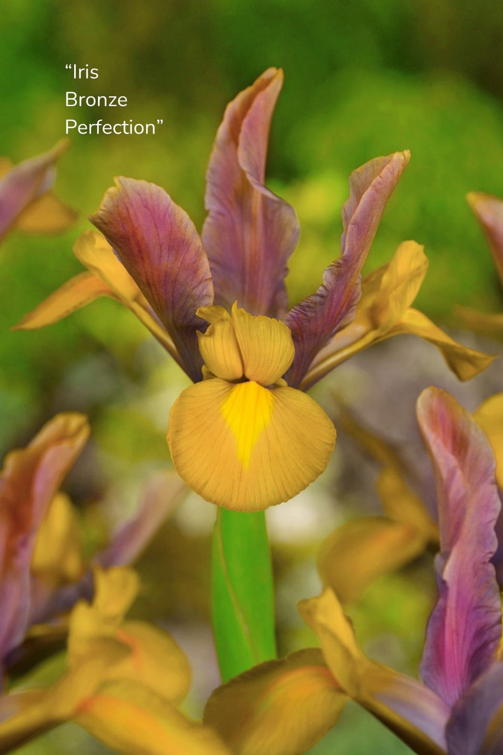 Bulbos de Iris Holandica