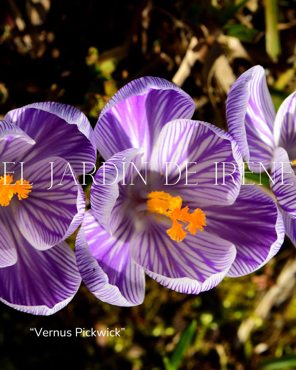 Bulbos de Crocus