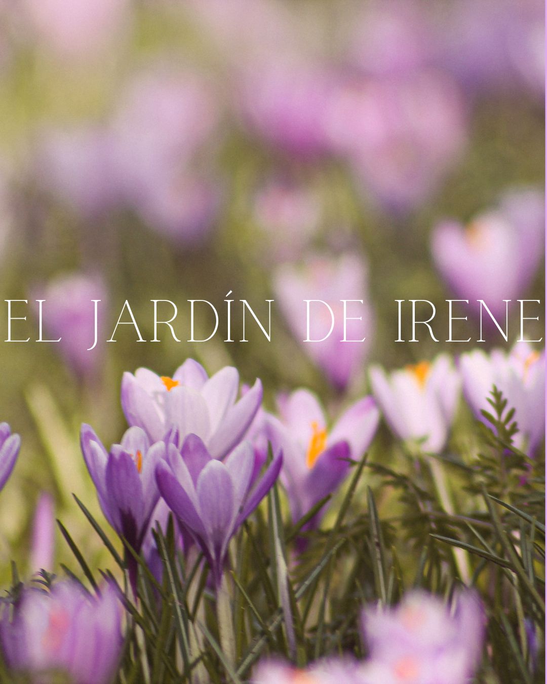 Bulbos de Crocus