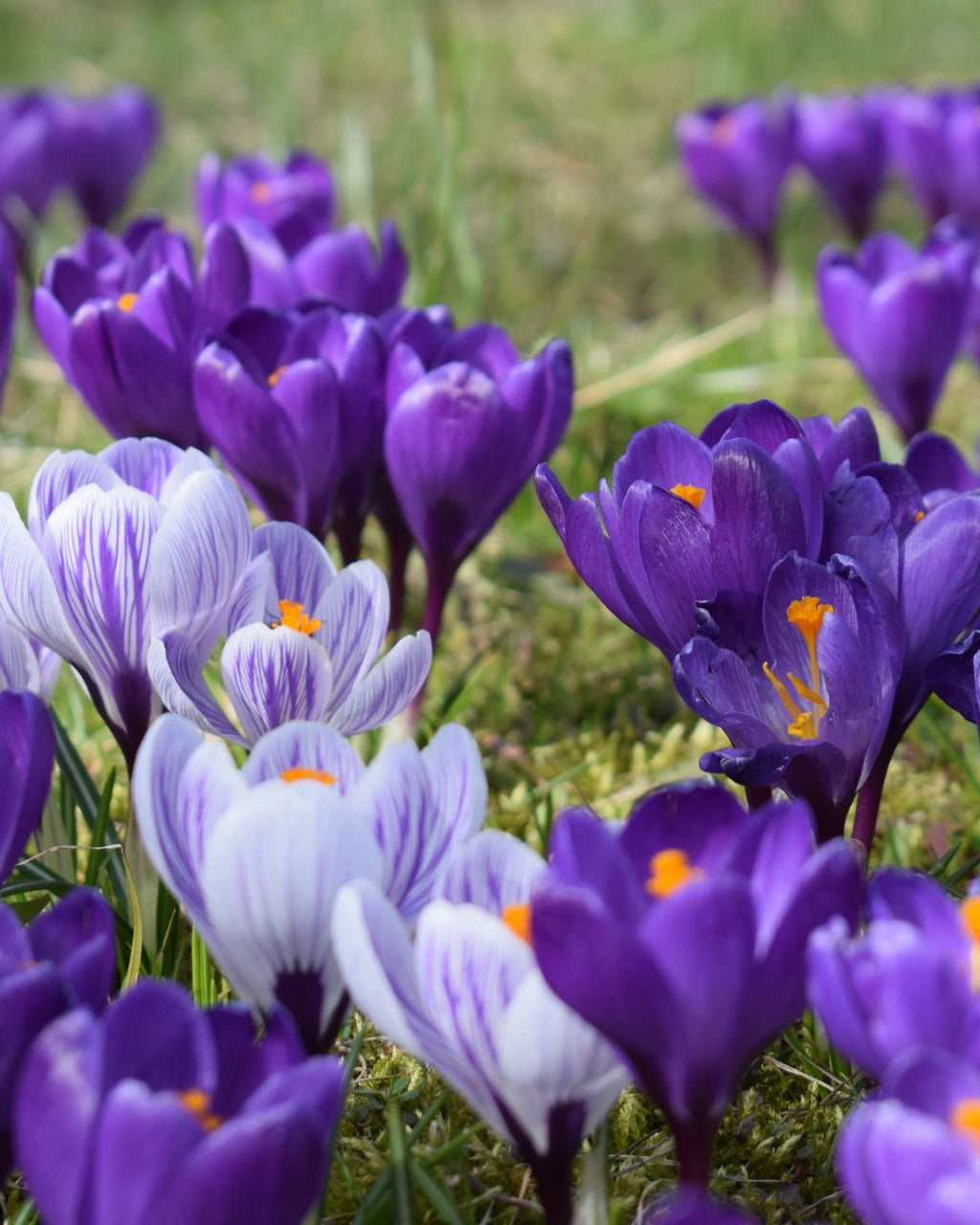 Bulbos de Crocus