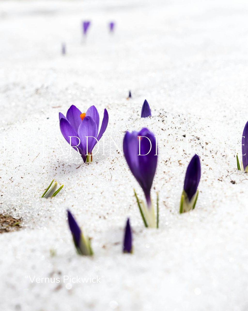 Bulbos de Crocus