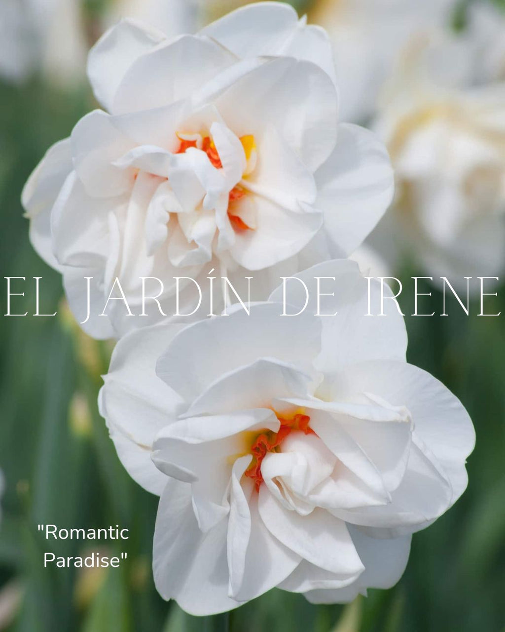 Bulbos De Narcisos PREVENTA