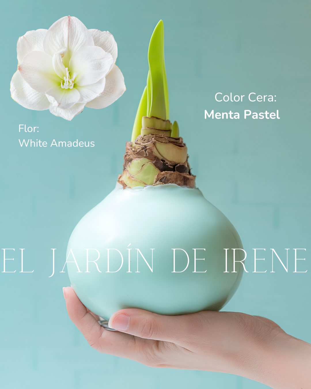 PREVENTA Amaryllis Wax Colección 2026