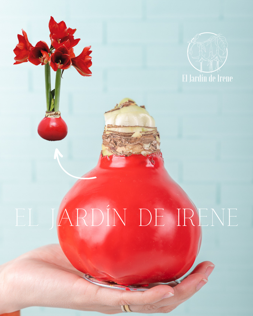 Amaryllis Wax