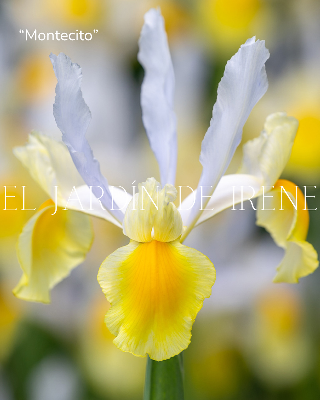 Bulbos de Iris Holandica