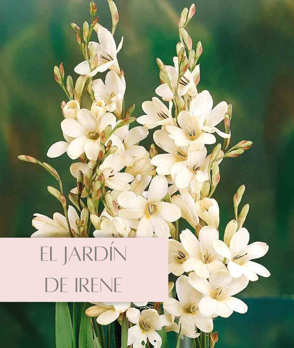 Bulbos de Tritonia