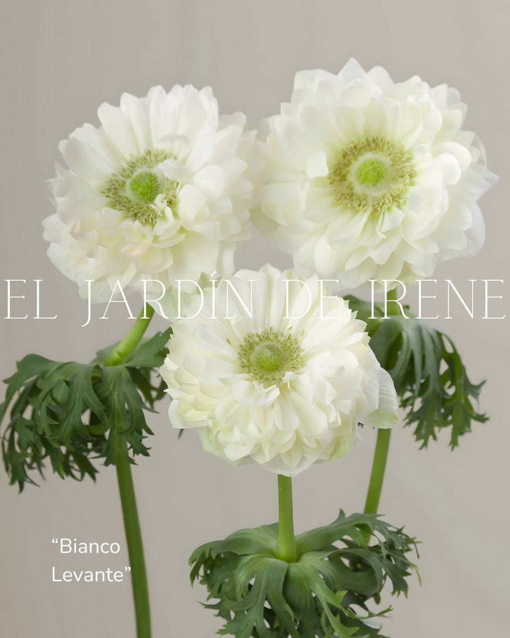 Bulbos de Anémona Premium
