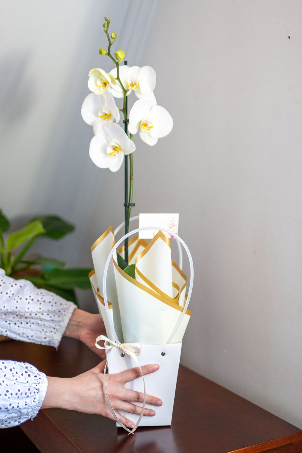 Arreglo Orquídea "Stellata" - Condolencias