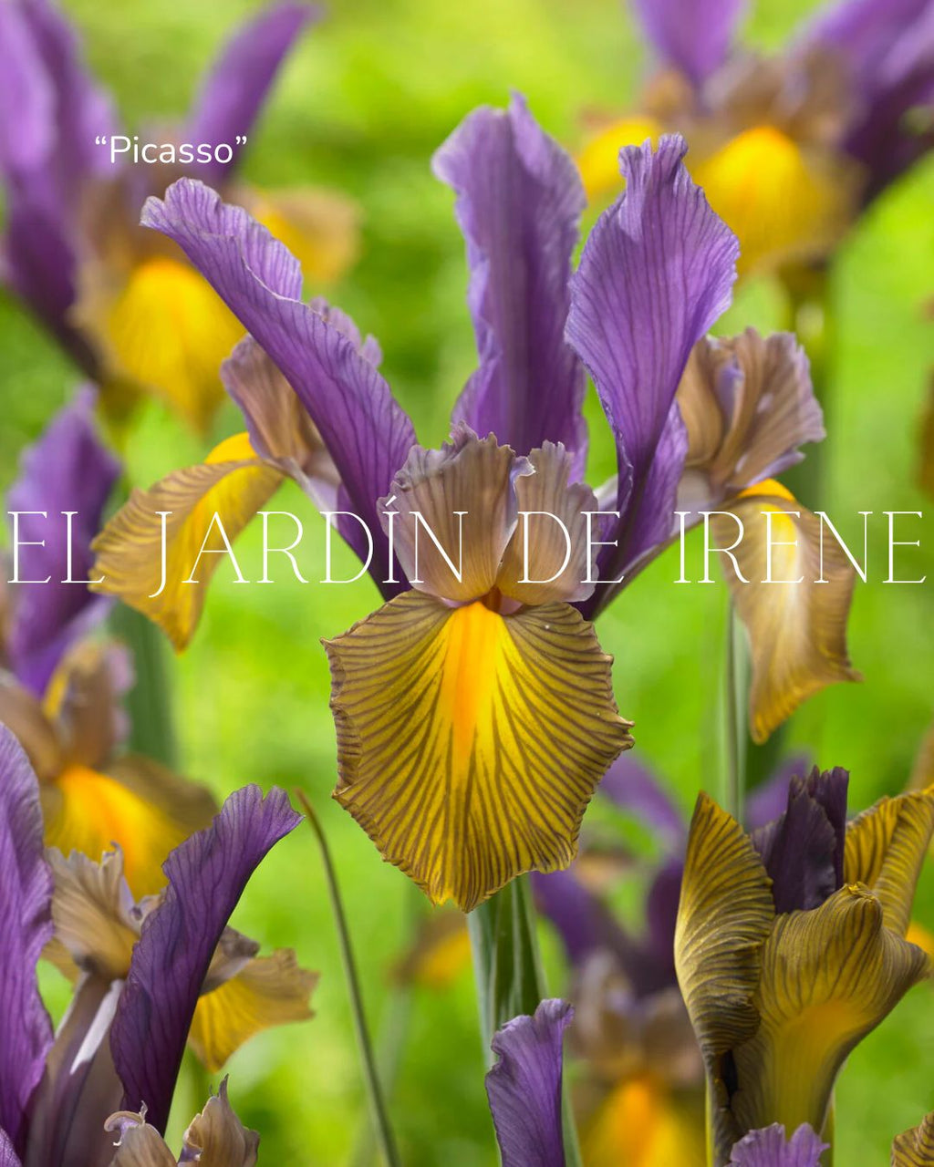 Bulbos de Iris Holandica