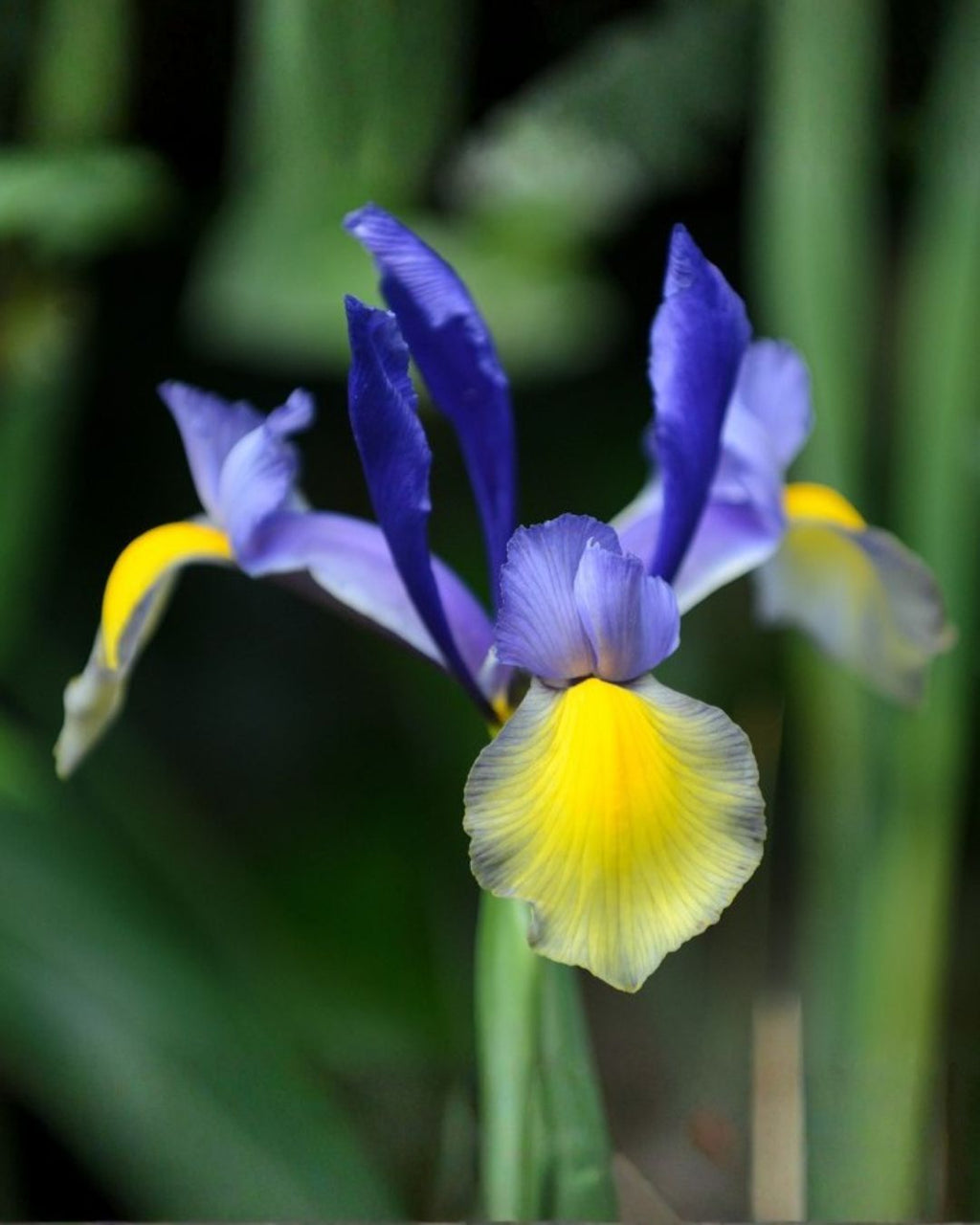 Bulbos de Iris Holandica