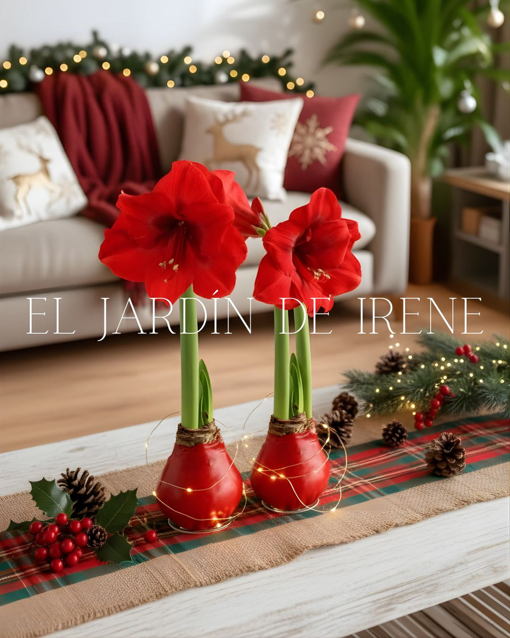 Amaryllis Wax
