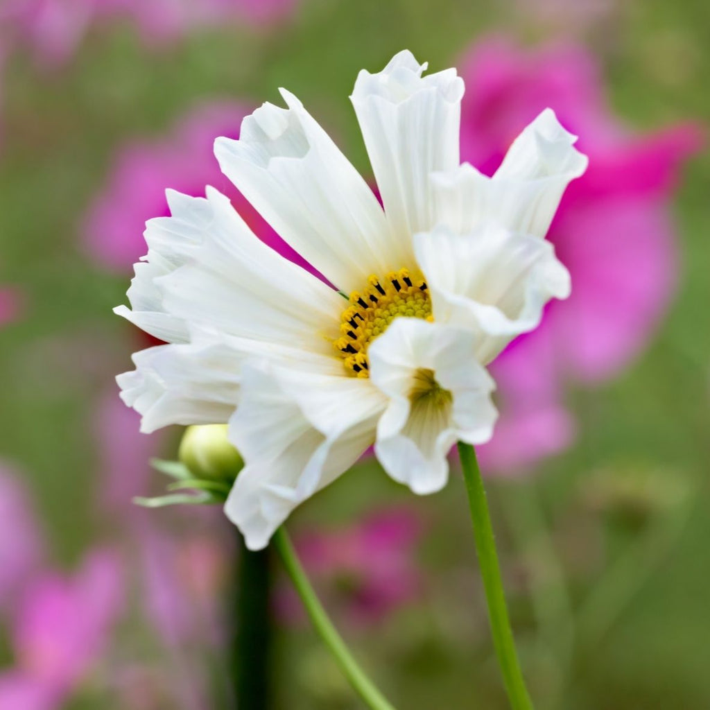 Semillas Cosmos 'Seashell'