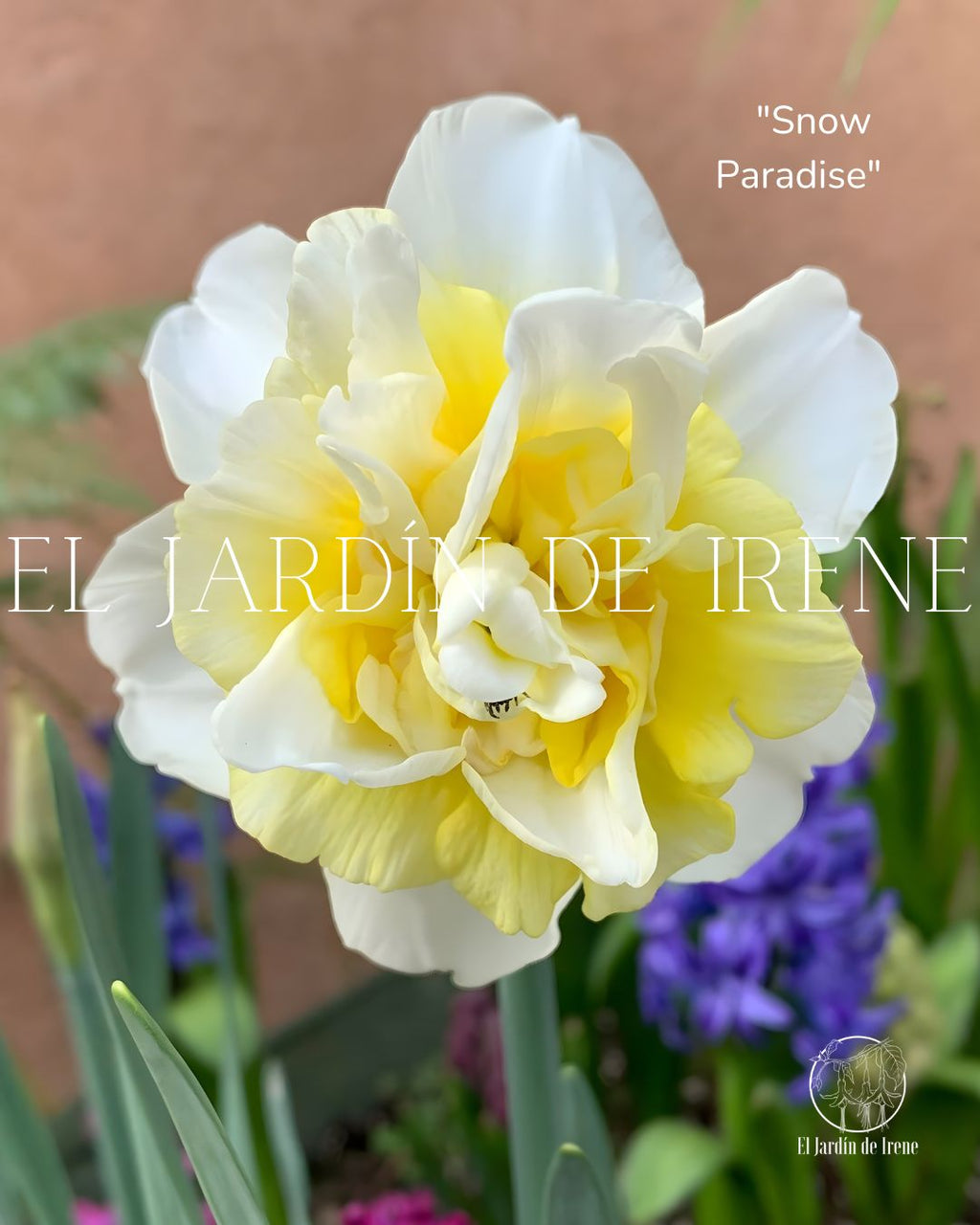 Bulbos De Narcisos PREVENTA