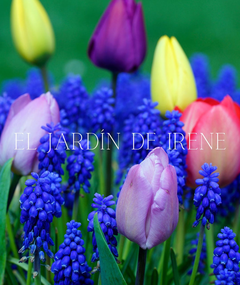 TALLER CULTIVO DE BULBOS ONLINE