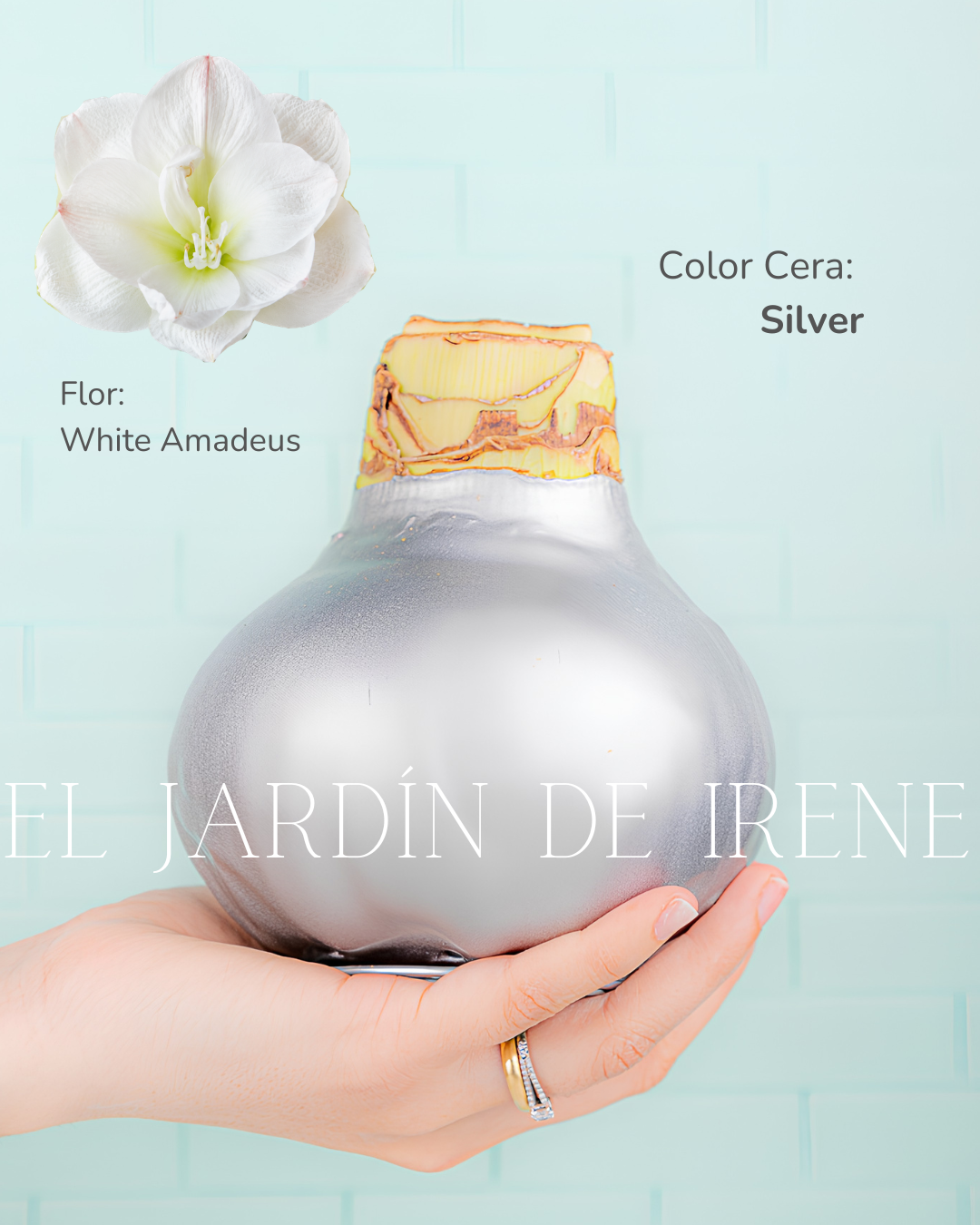 PREVENTA Amaryllis Wax Colección 2026