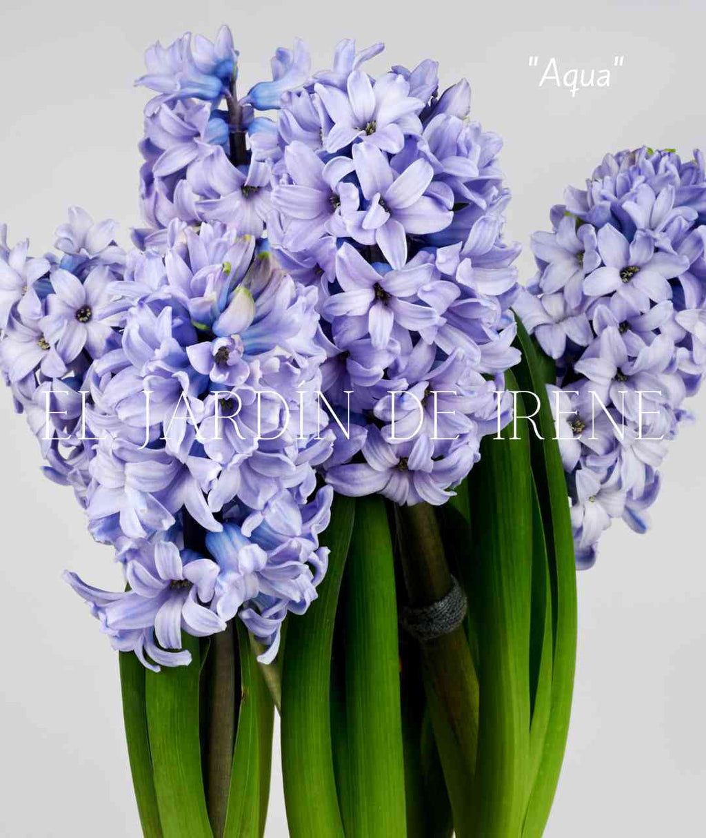 Bulbos de Jacinto
