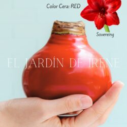 Amaryllis Wax