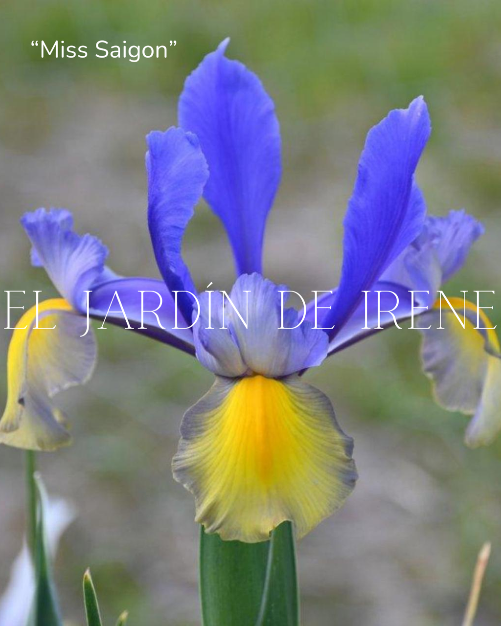 Bulbos de Iris Holandica