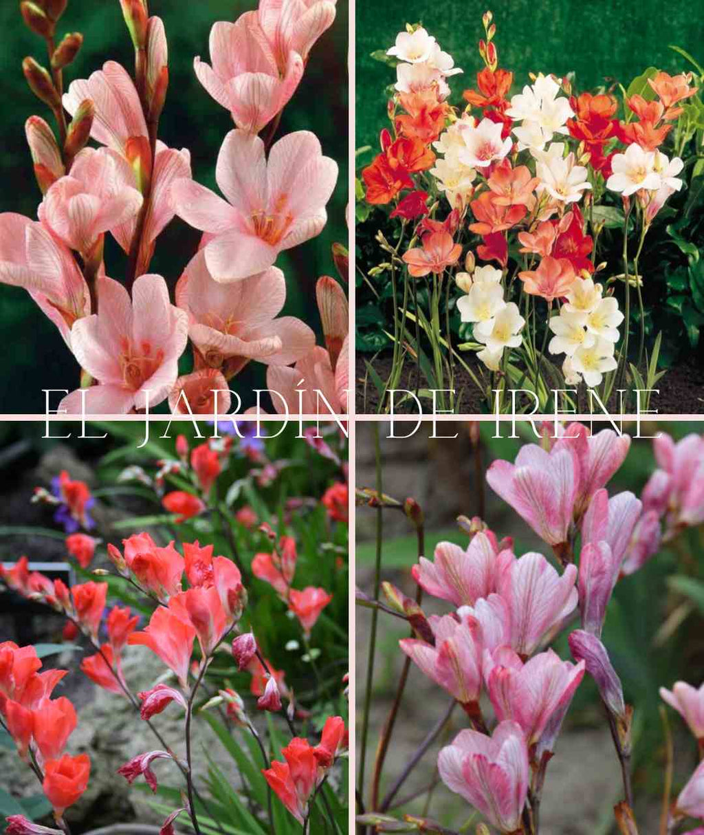 Bulbos de Tritonia