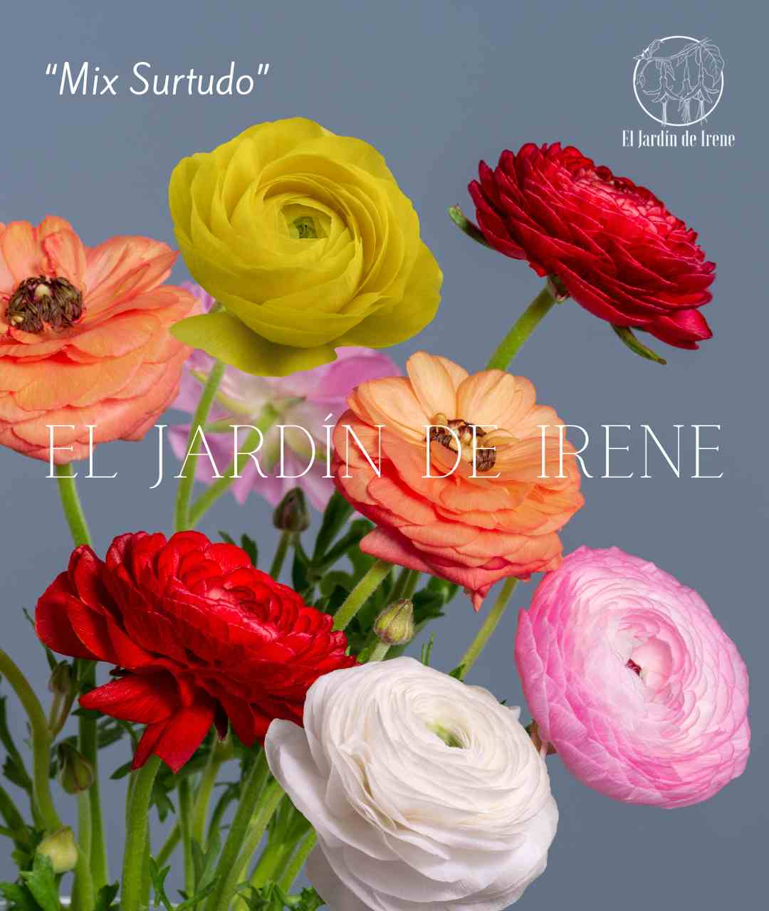 Bulbos de Ranúnculos Clásico PREVENTA