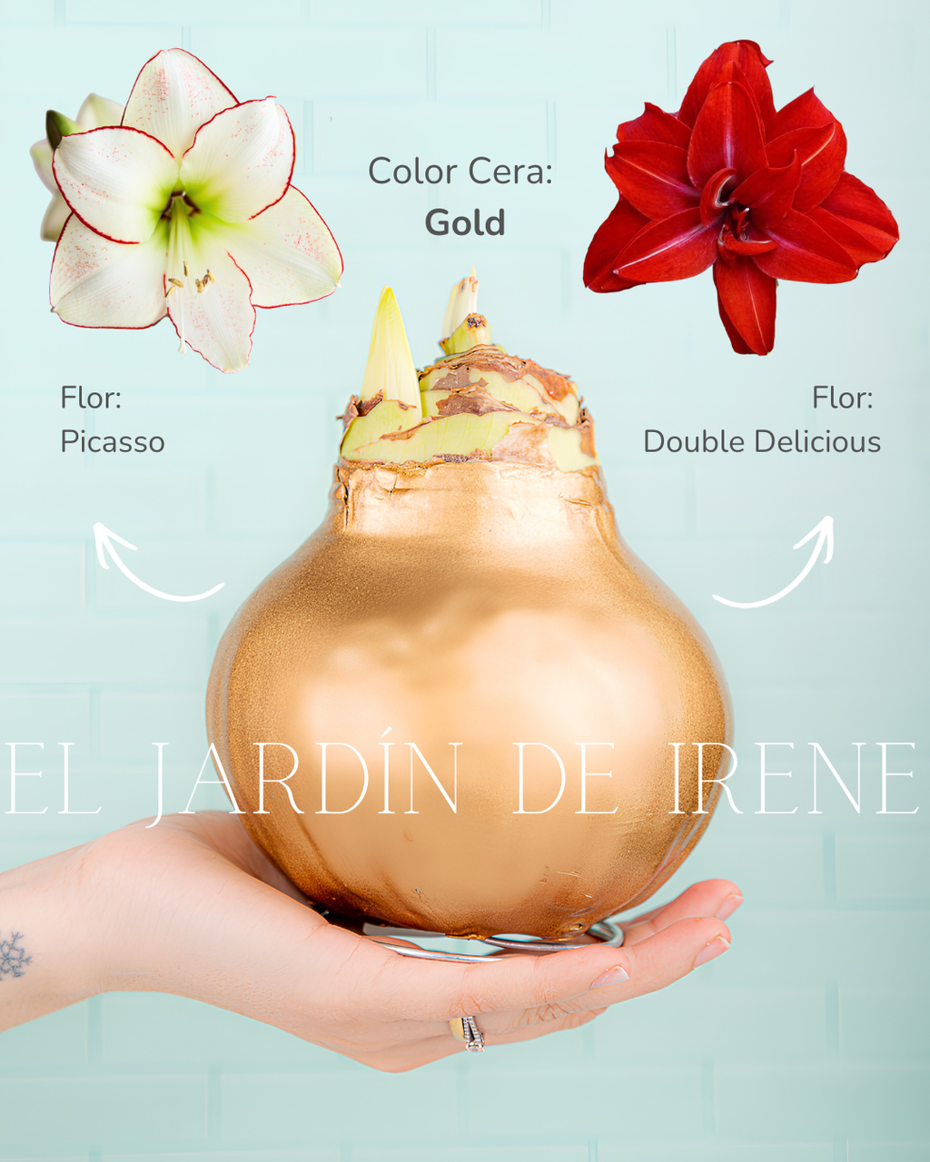 PREVENTA Amaryllis Wax Colección 2026