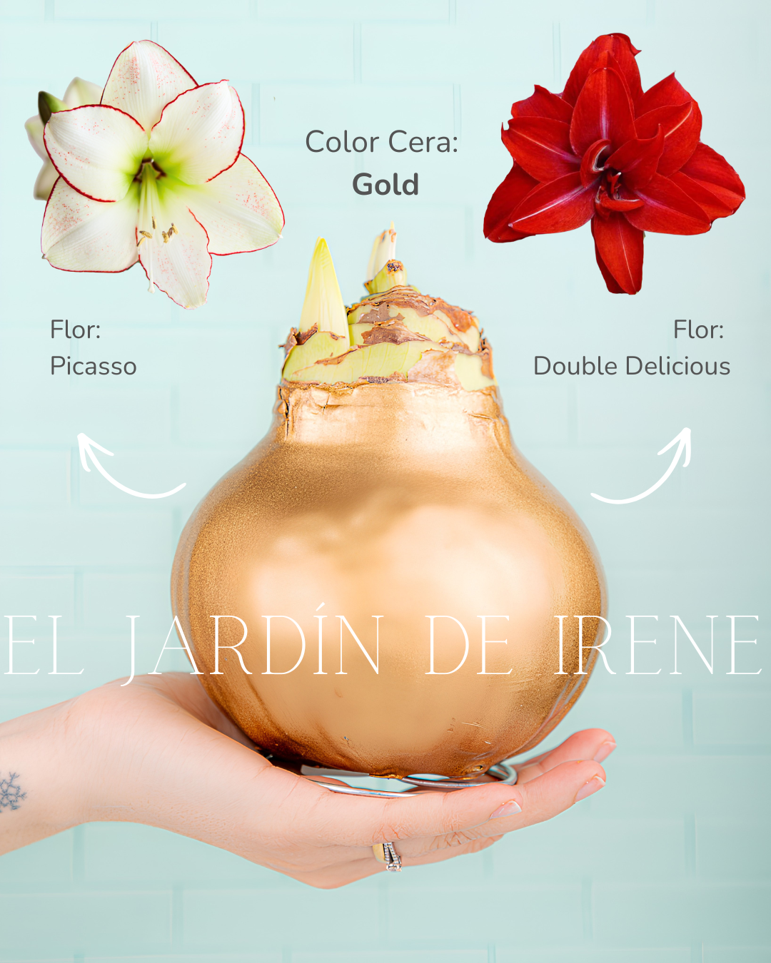 PREVENTA Amaryllis Wax Colección 2026