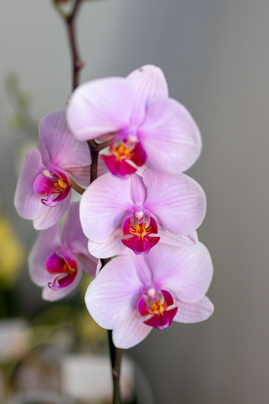 Arreglo Orquídea "Dolce Fiori"