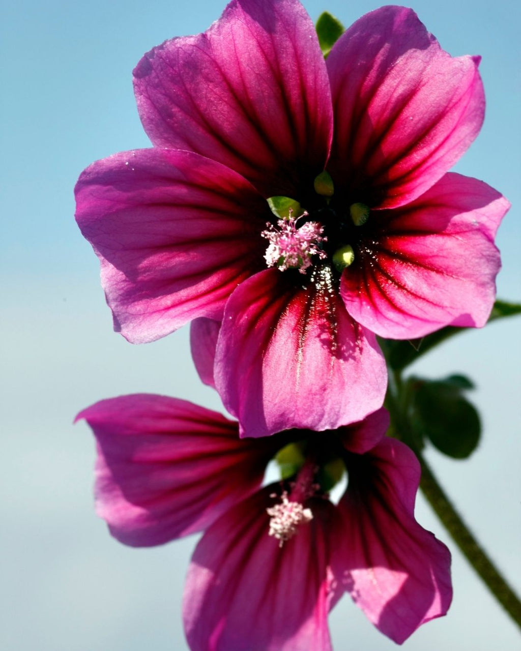 Semillas de Malva