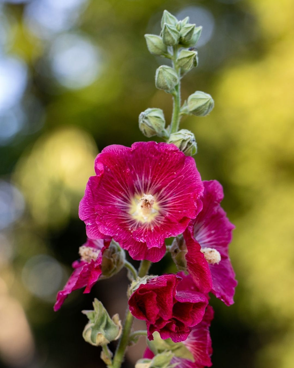 Semillas de Malva