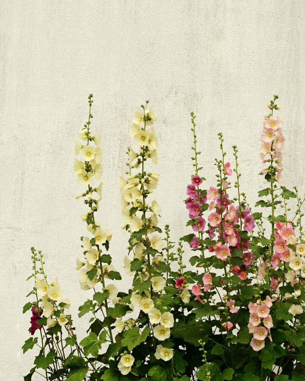 Semillas de Malva