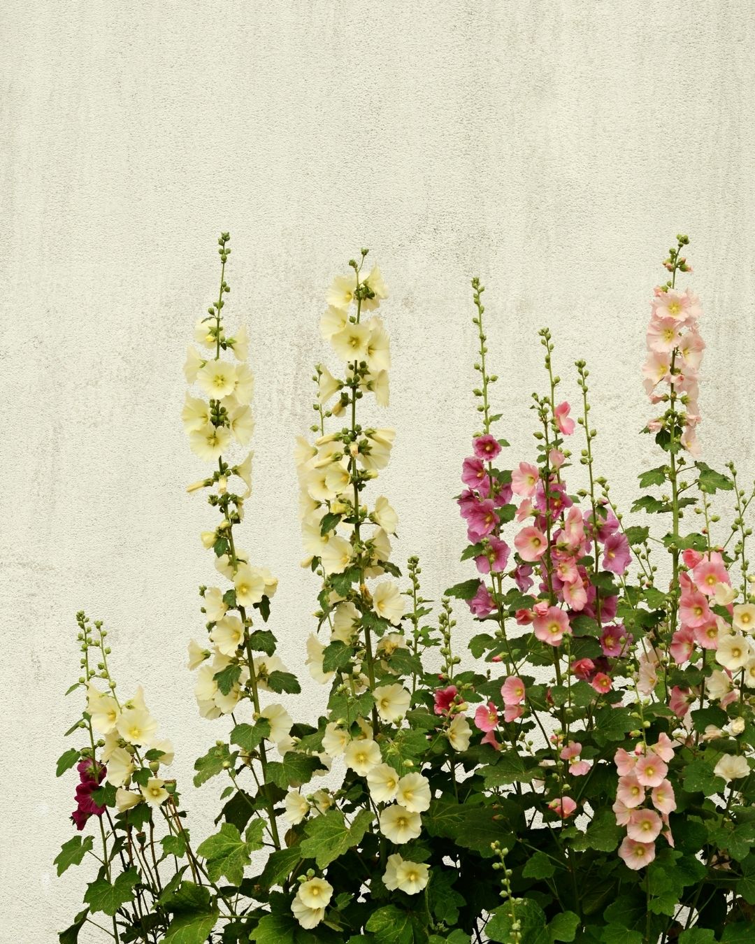 Semillas de Malva