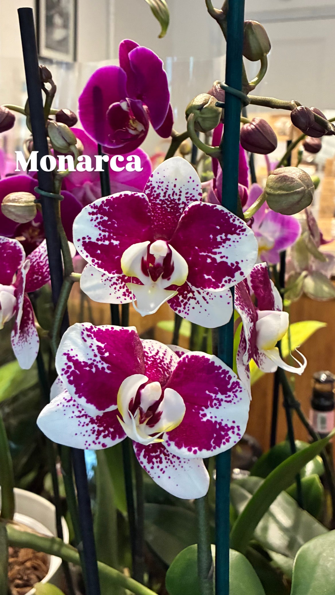Orquídea Grande